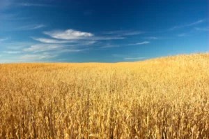 EU ban on Ukraine grains