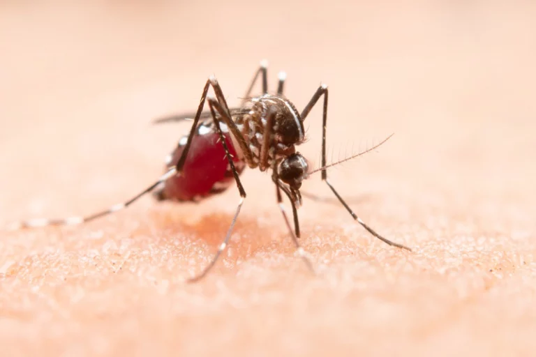 Dengue fever set to surge in Southern United States, Southern Europe, and new parts of Africa